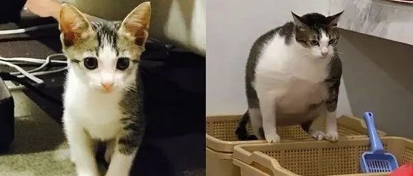 2只猫一起长大，但体型却相差好多！饲主：我是不是养到海豹了？