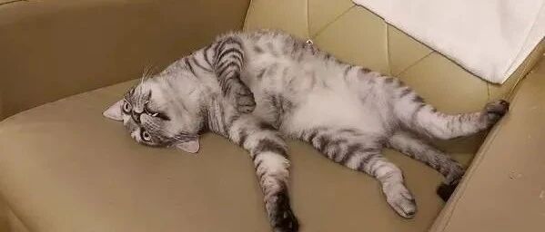 喵星人睡醒惊觉自己变太监，下秒那表情说明了一切……