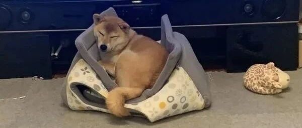 给爱犬买了一个全罩式狗窝回家，结果柴犬自创各种奇葩睡法！