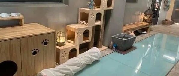 绿手指变猫奴，原本放植物的地方全部改造成猫咪天地！