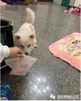每天给爱犬喂强心药 网友劝她放手 她哽咽道歉 我不是好主人 我和宠物的日常 每日精选公众号文章