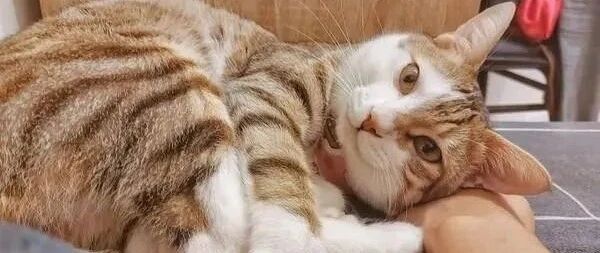 主人失眠崩溃，随后灵性猫的一个举动令她心安！