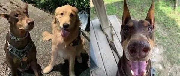 路人以貌取狗称赞阿金，转头见杜宾犬秒变脸：会咬人吗？