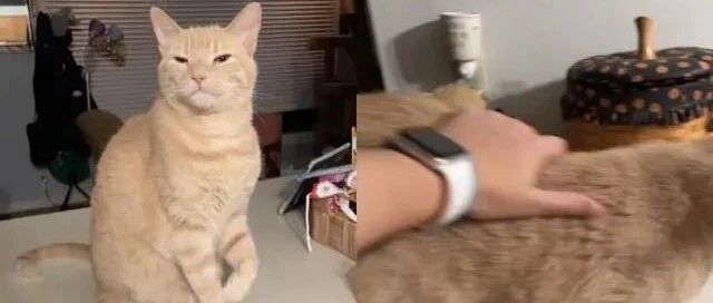 一只橘猫突然被奴才发现跛脚，仔细一瞧原来背后另有隐情！