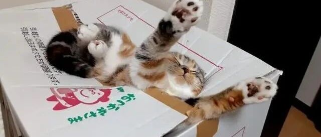 猫咪安然熟睡，诡异睡姿却像误入陷阱般让人超迷惑！