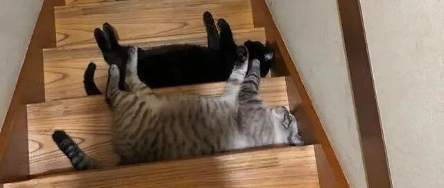 饲主想下楼，看见楼梯出现一排毛障碍，叹：这是陷阱吗？