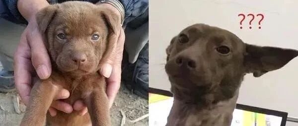 大眼萌汪养4年崩坏成歪耳谐星，内建丰富表情包！