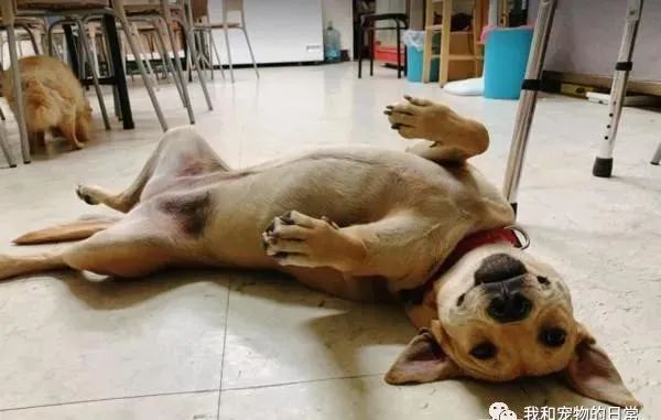 开车回家半路遇路霸，定睛一看，原来是......
