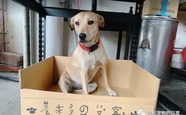 开车回家半路遇路霸，定睛一看，原来是......