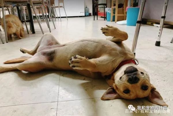 开车回家半路遇路霸,定睛一看,原来是......-微信头条网 开车回家半路遇路霸,定睛一看,原来是......