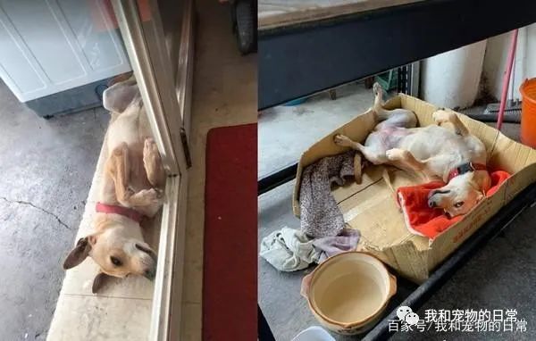 开车回家半路遇路霸,定睛一看,原来是......-微信头条网 开车回家半路遇路霸,定睛一看,原来是......