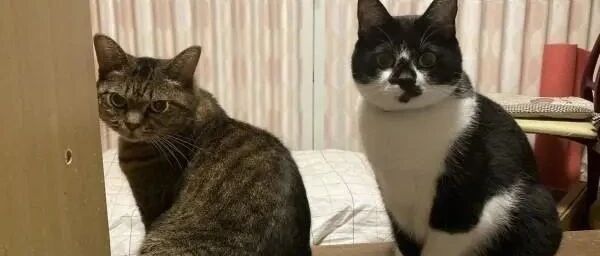 猫主子站空碗前催放饭，奴才叹：不要刚吃完就给我失忆啊！