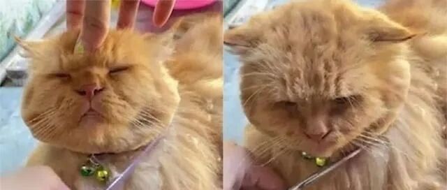 女饲主家里的虎斑猫修毛，没想到猫咪的表现让她很意外！