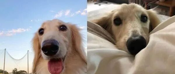 狗狗跟着家人一起加油打气，逗趣一幕让爸妈当场笑翻！