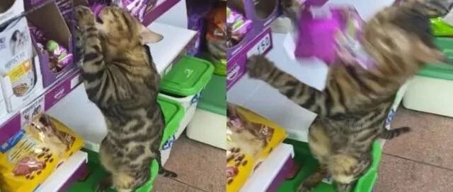 猫咪光顾商店，对着架上的猫粮打出坏主意，不料全程被目睹！
