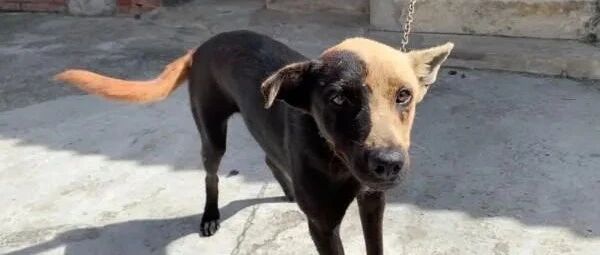 这狗是生到一半没墨水了吗？网友：汪星界的黑白郎君！