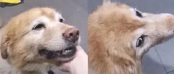 狗狗撒娇无极限，跟进厕所讨摸，女饲主傻眼：给点空间好吗？