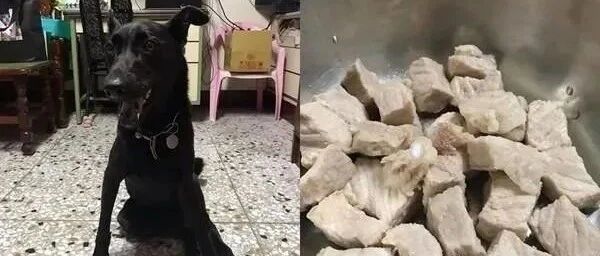 家人把汪星人视为金孙，一碗汤就能看出谁才是亲生的！