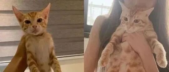 家里没空地的，养橘猫要三思！