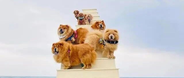 毛小孩出门前先洗澡3大理由！饲主喊冤：我们更注重卫生……