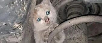 开车到半路，前轮突然传来喵喵声，吓得她开到消防局求助！