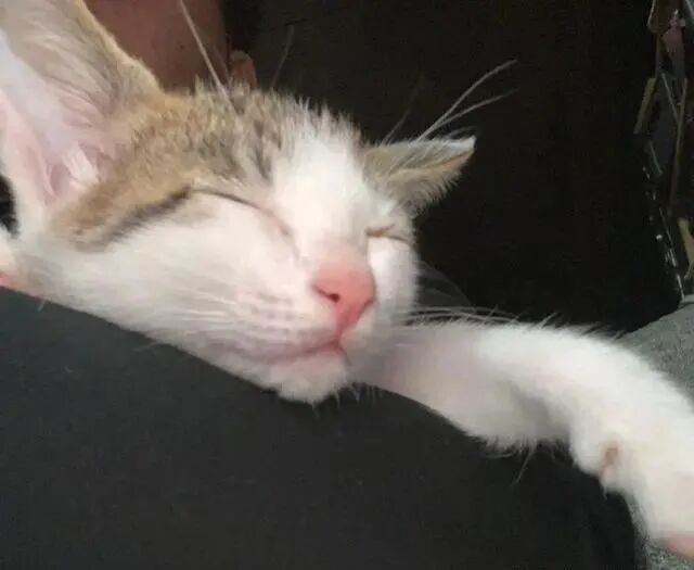 男孩边吸手指边吸猫耳朵 网友看傻眼 顶级猫奴就是要从小培养 柠檬资讯