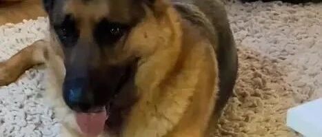 猫咪戏精上身攻击狗狗的脚，猛犬无奈抗议这怪行为！