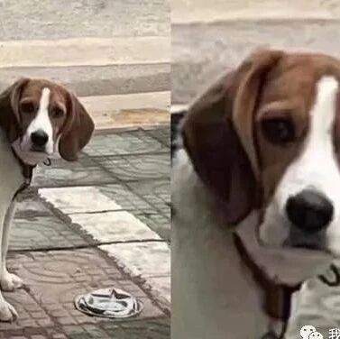 饲主倒车不小心将狗碗压扁，下秒狗狗心碎的神情亮了！