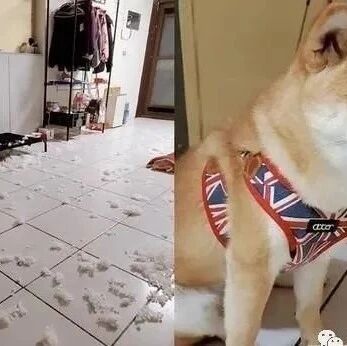 饲主下楼安抚胆小柴，打开灯后秒变脸：想烧锅热水拔毛！