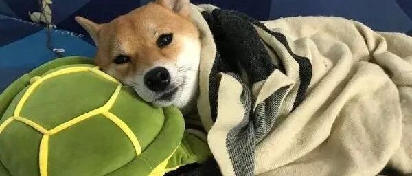 弄好饭叫狗来吃，却不见任何动静，转头见围巾里钻出狗头：喂我！