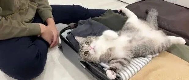 猫咪霸占行李箱抗议，用全身力量表达不想和小奴才分开！