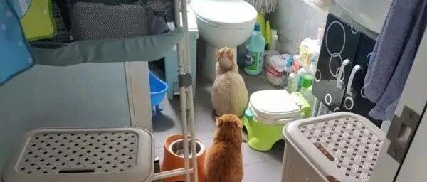 走到厕所时，发现三只毛小孩竟然在排队，得知原因笑了！