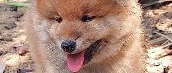 捕获野生柴犬一只，该怎么料理？