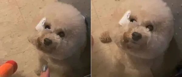 比熊犬偷挖不知道要擦脸，脸上黏白纸铁证被抓包！