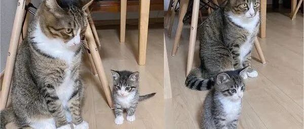这1个月大的奶猫和73个月的成猫站在一起，看起来几乎一模一样！