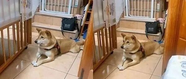 家里有个优秀的狗保姆，是铲屎官们的骄傲！