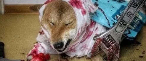 柴犬全身染血，前脚还断在地上......得知原因全都松了一大口气！