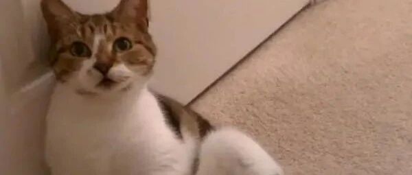 莫非这只猫咪是攀岩高手？让人完全不解它为何要这样做？