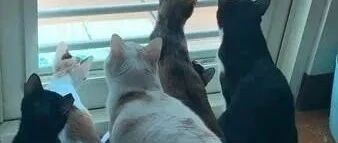 隔壁失火，她母力爆发扛7猫逃命，事后自己都难以置信！