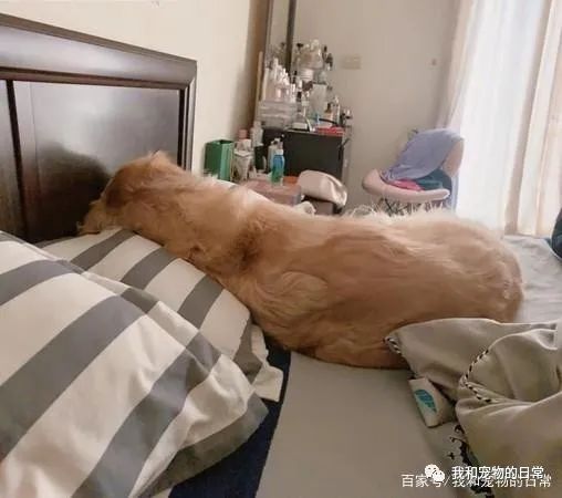 饲主醒来身边出现毛茸茸背影,仔细一看,真面目亮了!-微信头条网 饲主醒来身边出现毛茸茸背影,仔细一看,真面目亮了!