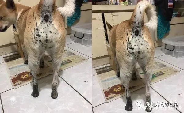 狗狗跑进泥巴堆里打滚,起身的画面让人不忍直视!-微信头条网 狗狗跑进泥巴堆里打滚,起身的画面让人不忍直视!
