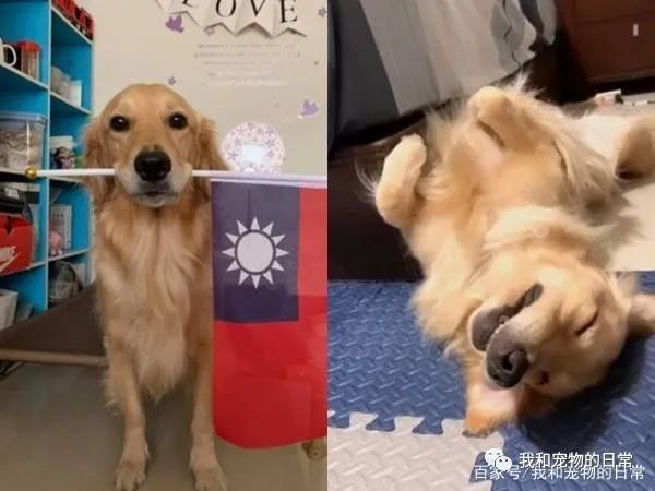 饲主醒来身边出现毛茸茸背影,仔细一看,真面目亮了!-微信头条网 饲主醒来身边出现毛茸茸背影,仔细一看,真面目亮了!