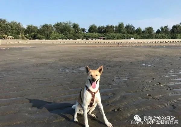 狗狗跑进泥巴堆里打滚,起身的画面让人不忍直视!-微信头条网 狗狗跑进泥巴堆里打滚,起身的画面让人不忍直视!