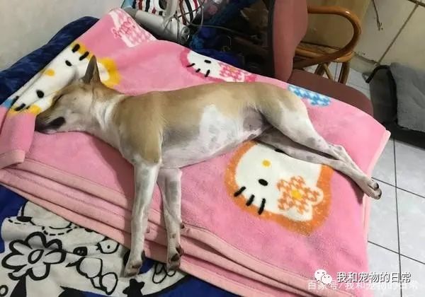 狗狗跑进泥巴堆里打滚,起身的画面让人不忍直视!-微信头条网 狗狗跑进泥巴堆里打滚,起身的画面让人不忍直视!
