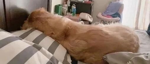饲主醒来身边出现毛茸茸背影，仔细一看，真面目亮了！