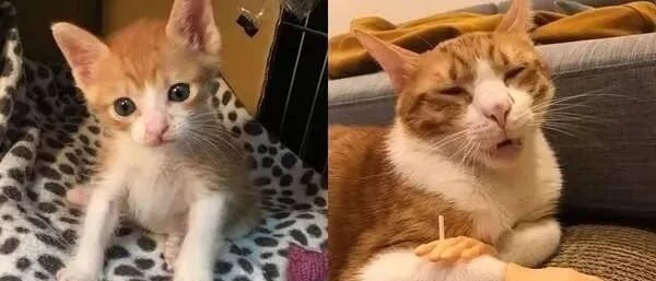 小时候是个俊俏小奶猫，过了1年多，这前后差距简直判若两猫！