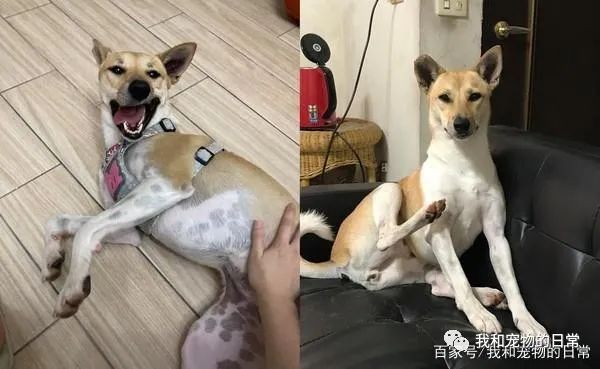 狗狗跑进泥巴堆里打滚,起身的画面让人不忍直视!-微信头条网 狗狗跑进泥巴堆里打滚,起身的画面让人不忍直视!