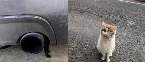 到了冬天，爱猫脸上莫名黑一小块，一张照片解开长久以来的谜团...