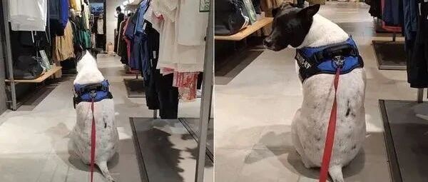 主人买裤子挑太久，狗狗在一旁等到快睡着，这个背影好可爱！