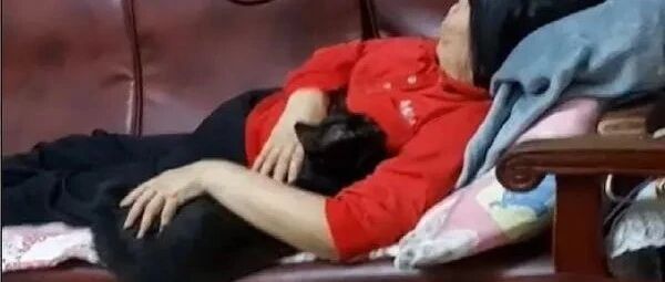 2年前说不要跟猫睡，怕肺部会积猫毛，如今却带头抱着一起睡！